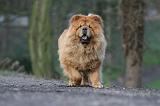 CHOW CHOW 581